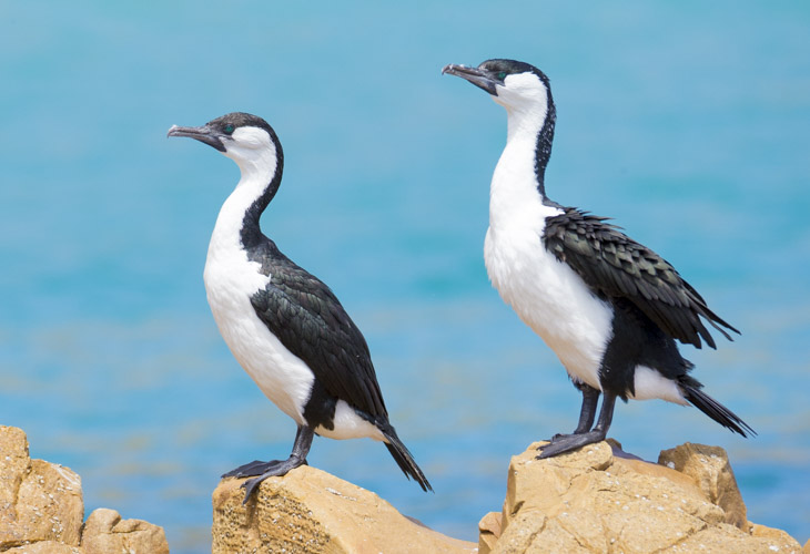 kangaroo island photo tour example 21