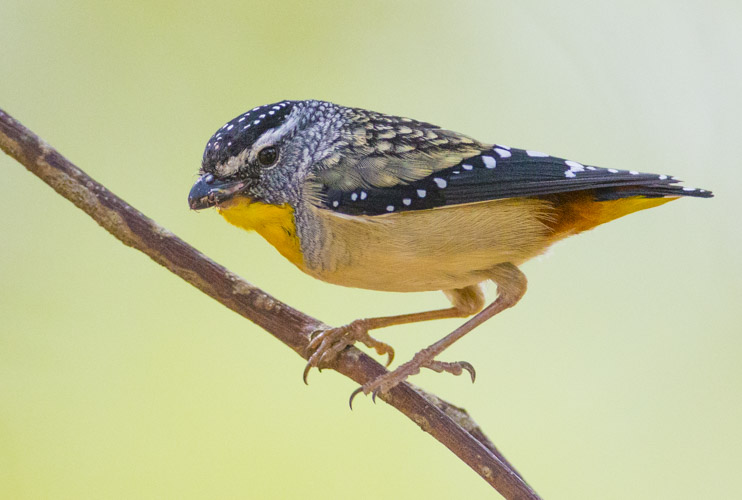 kangaroo island photo tour example 22