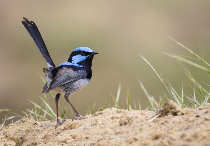 kangaroo island photo tour example 23