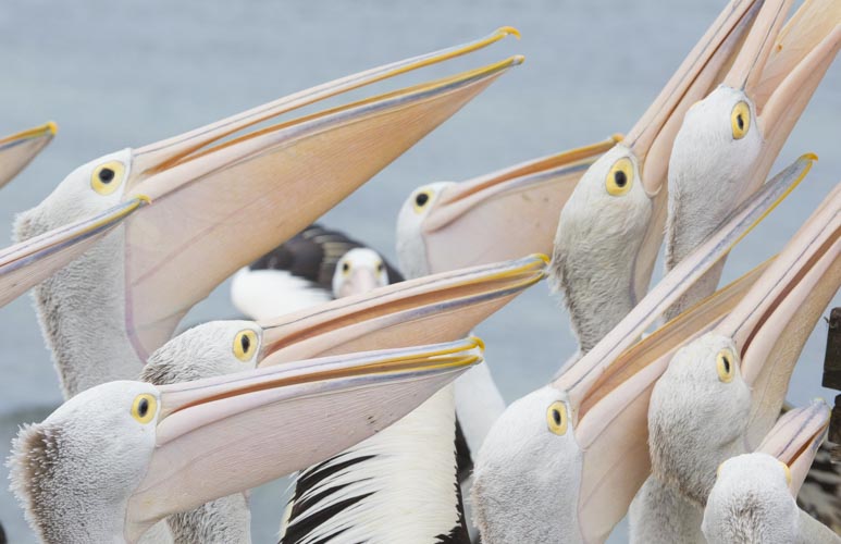 kangaroo island photo tour example 29