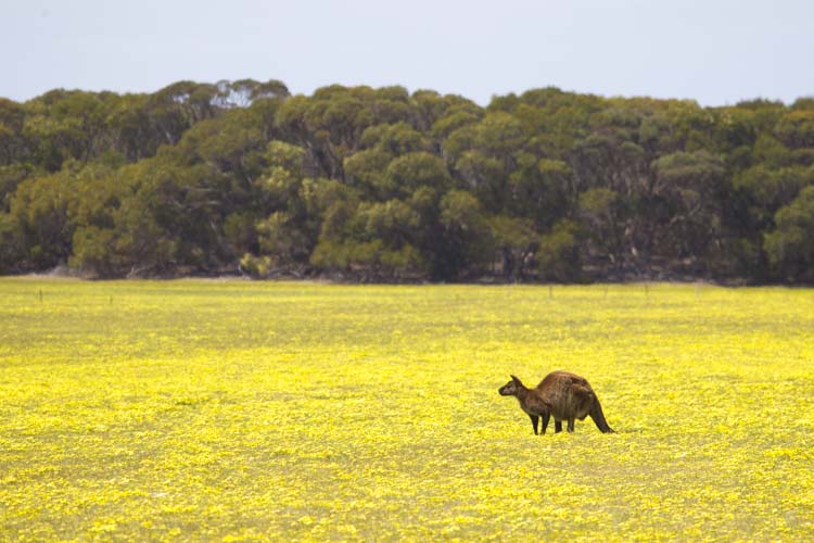 kangaroo island photo tour example 30