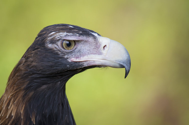 kangaroo island photo tour example 34