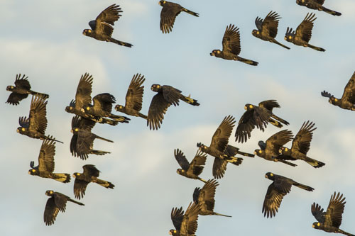 kangaroo island photo tour example 35