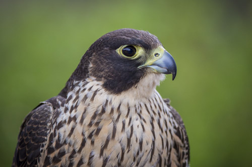 kangaroo island photo tour example 36