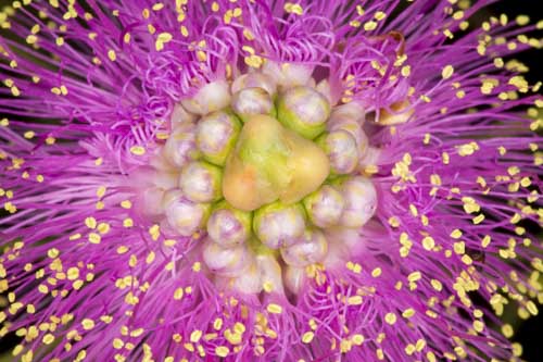 kangaroo island photo tour example 40