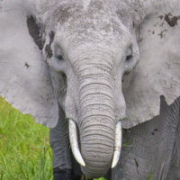 kenya photo tour elephant