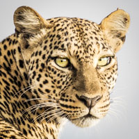 kenya photo tour leopard