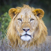 kenya photo tour lion