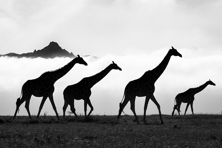 kenya photo tour example 8