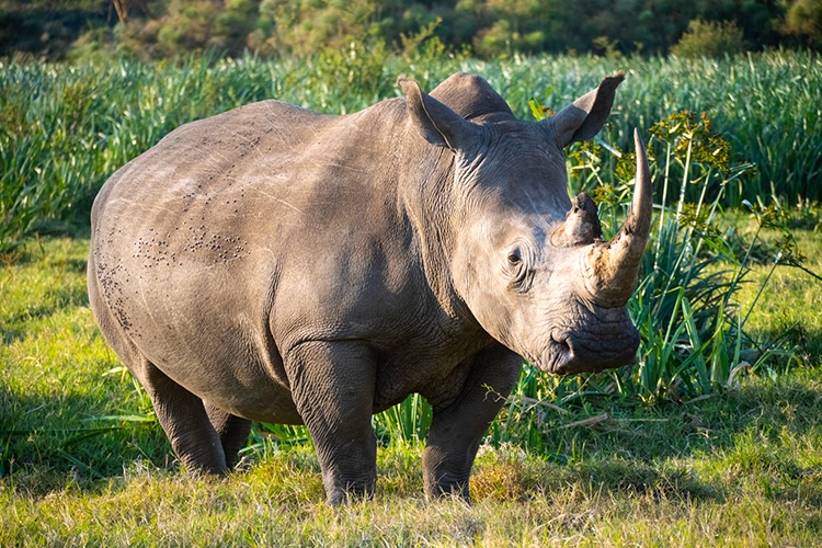 kenya photo tour example 9