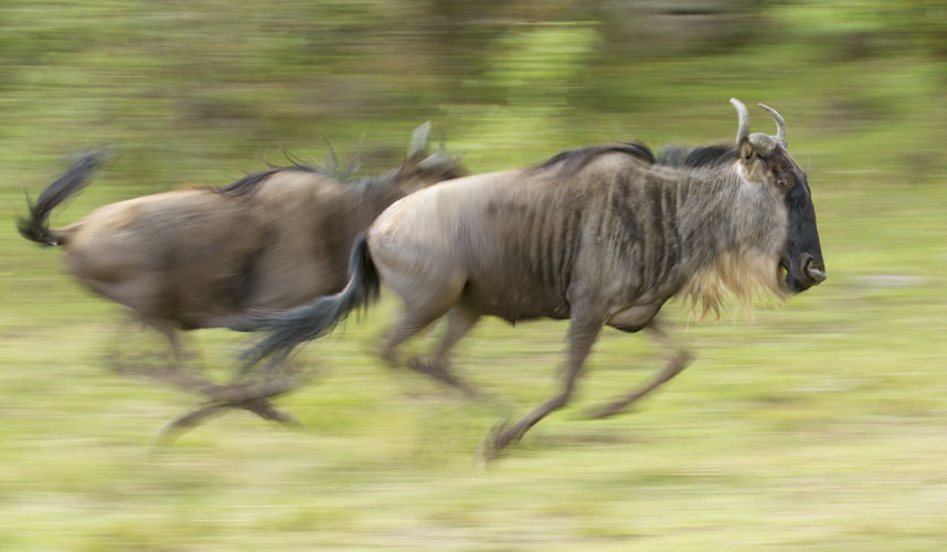 kenya photo tour example 27