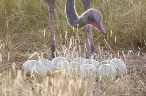 kenya photo tour example 30