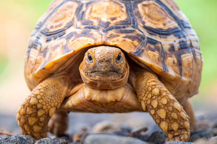 kenya photo tour example 33