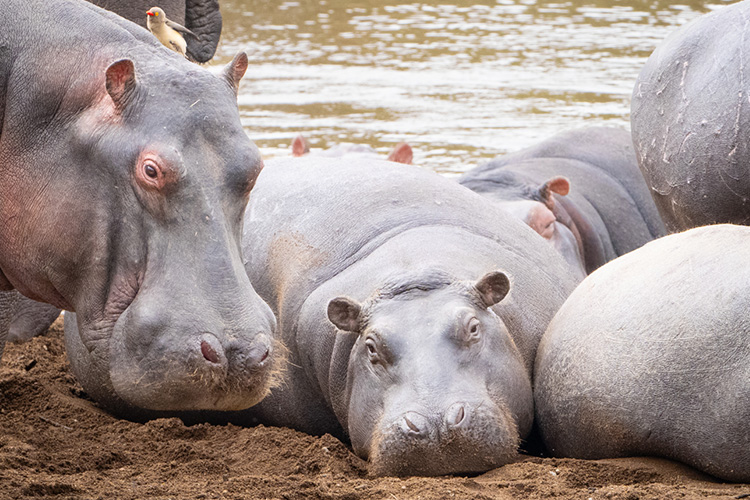 kenya photo tour example 55