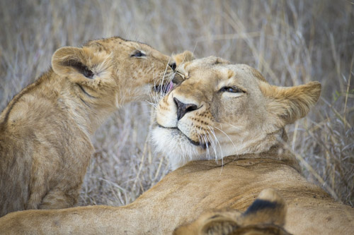 kenya photo tour example 56