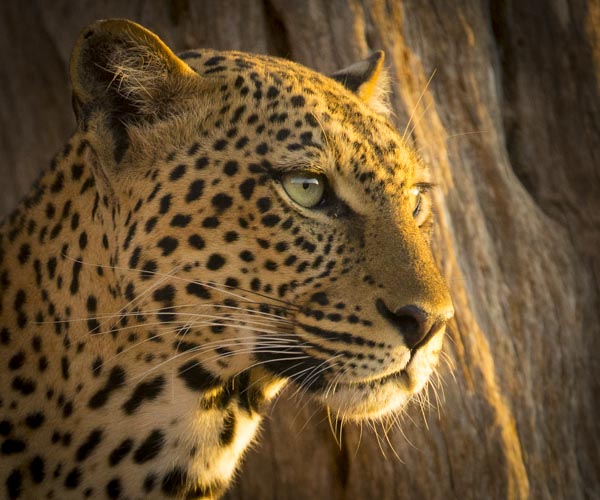 kenya photography tour leopard