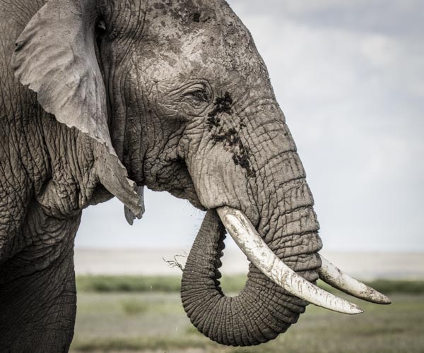 kenya photography tour elephant