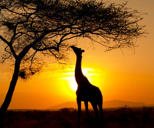 kenya photo tour giraffe mara
