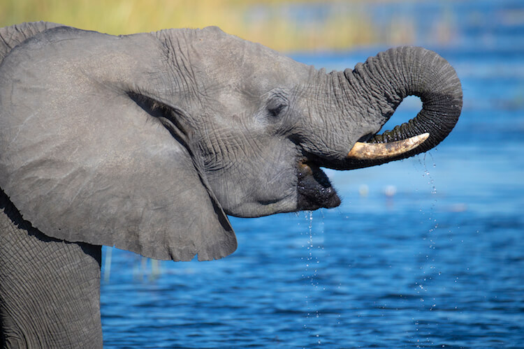 namibia botswana photo tour example 8