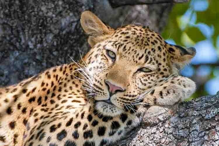 namibia botswana photo tour example 9