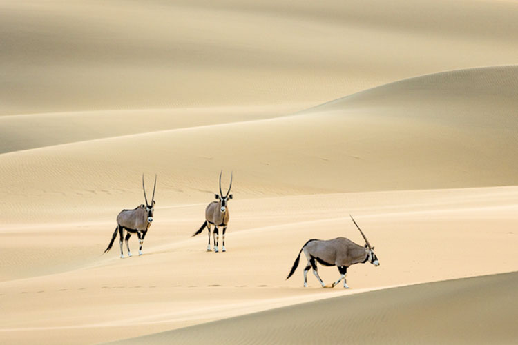 namibia botswana photo tour example 11