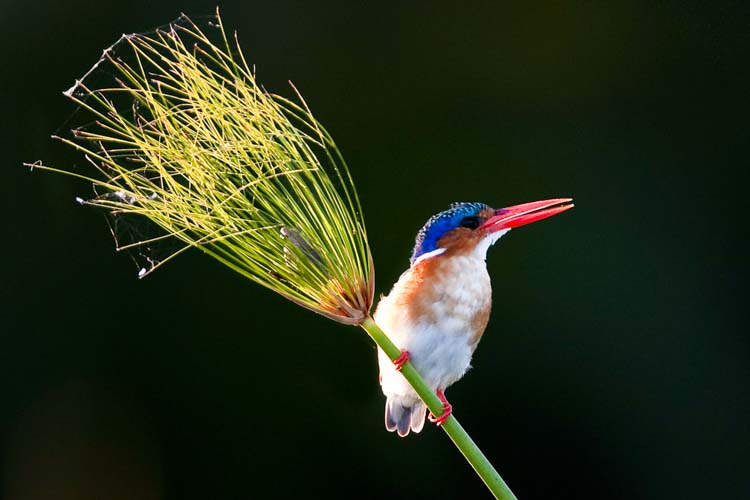 namibia botswana photo tour example 13