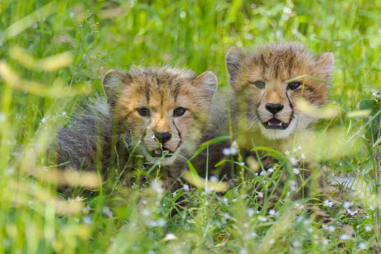 namibia botswana photo tour example 17