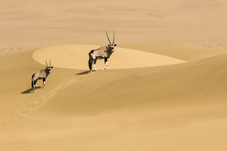 namibia botswana photo tour example 18