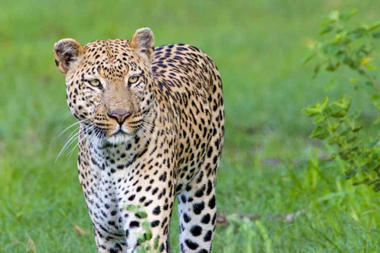 namibia botswana photo tour example 19