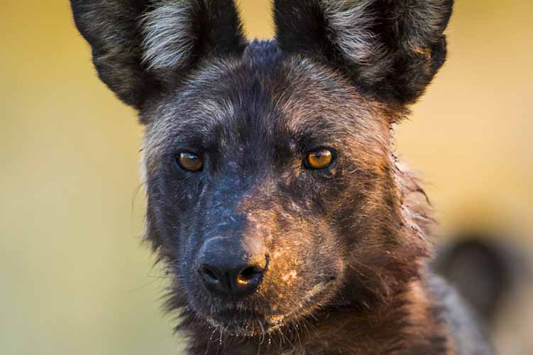 namibia botswana photo tour example 25