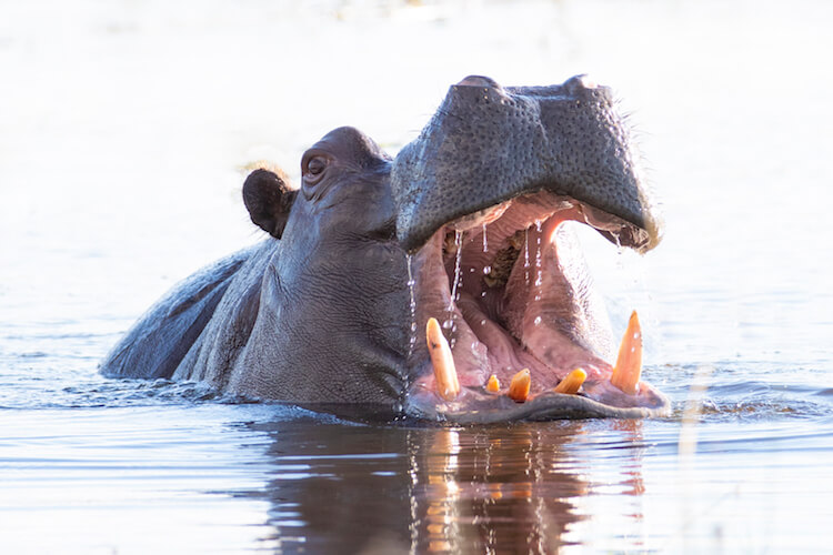 namibia botswana photo tour example 28