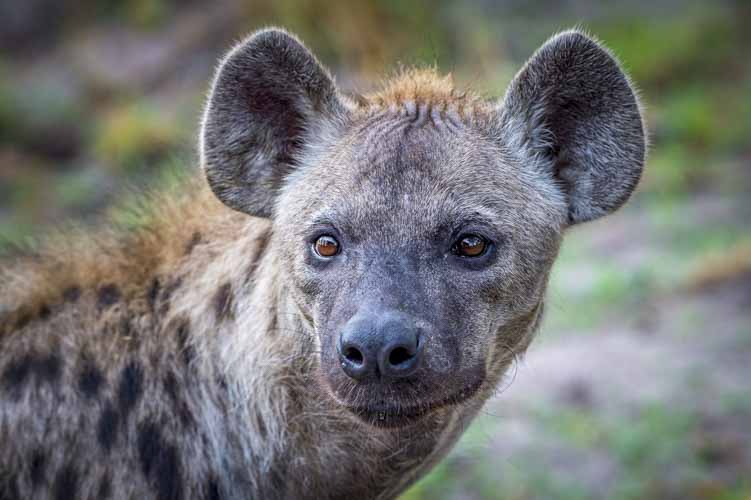 namibia botswana photo tour example 39