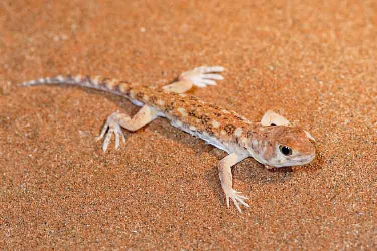 namibia botswana photo tour example 43