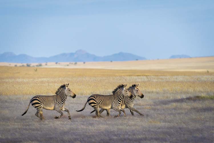namibia botswana photo tour example 47