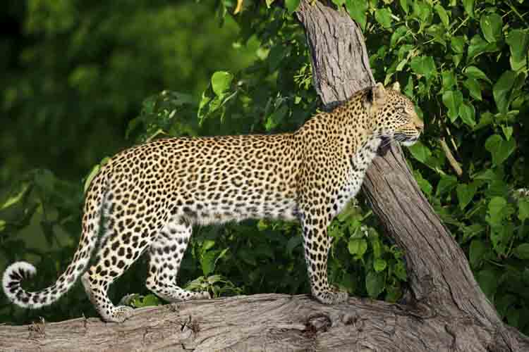 namibia botswana photo tour example 54