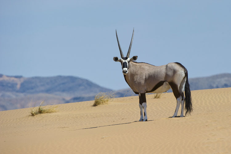 namibia botswana photo tour example 57