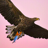eagle grabs fish photo tour norway