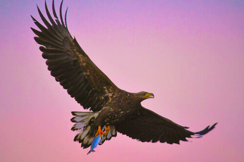 norway_orca_northern_lights photo tour example 5