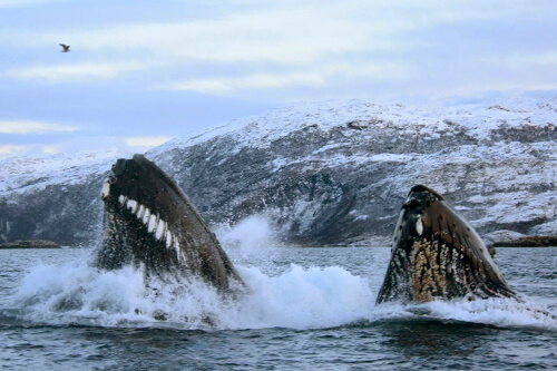 norway_orca_northern_lights photo tour example 7