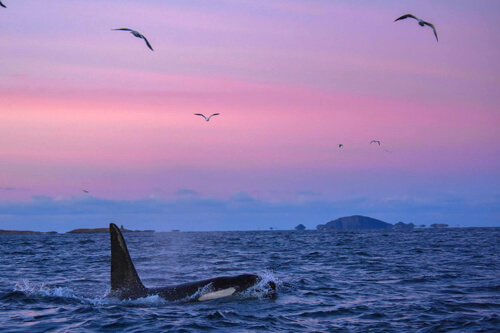 norway_orca_northern_lights photo tour example 8
