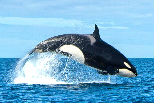 norway_orca_northern_lights photo tour example 9