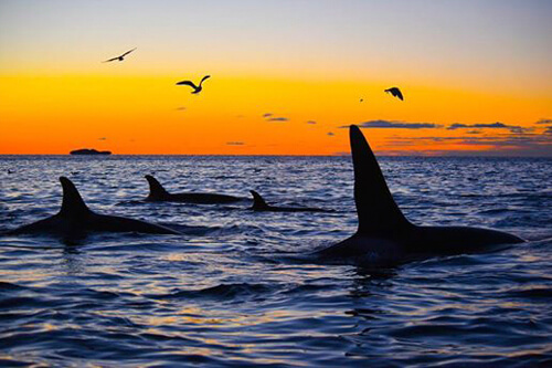 norway_orca_northern_lights photo tour example 11