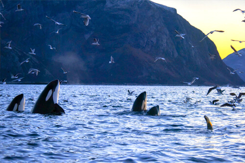 norway_orca_northern_lights photo tour example 12