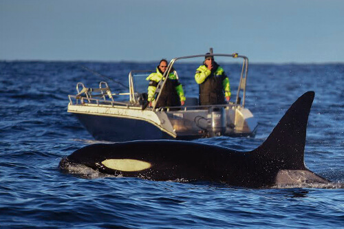 norway_orca_northern_lights photo tour example 13