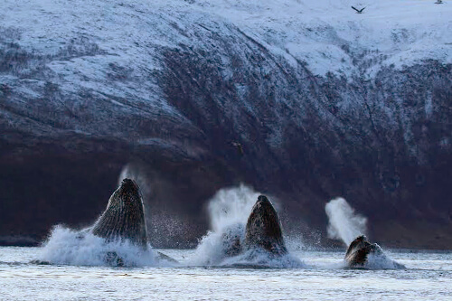 norway_orca_northern_lights photo tour example 14