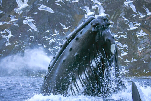 norway_orca_northern_lights photo tour example 15