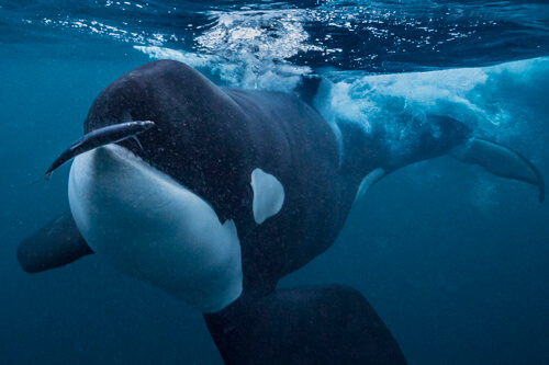 norway_orca_northern_lights photo tour example 16