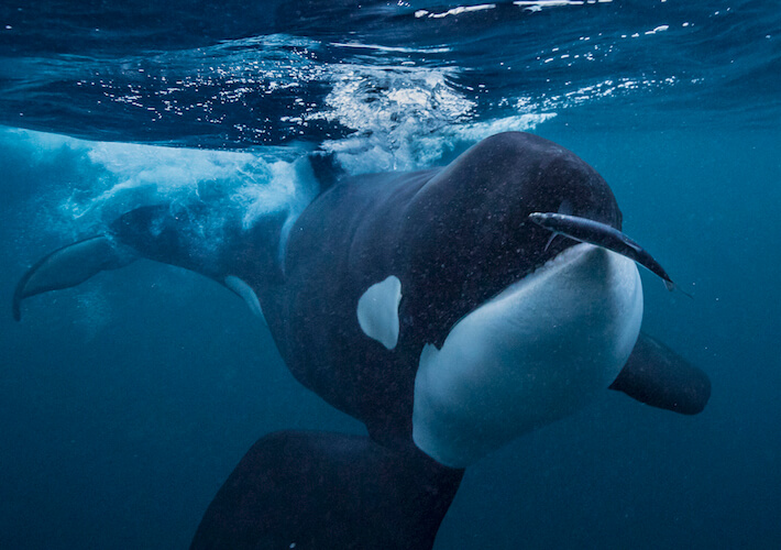 norway orca underwater photography tour herring