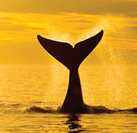 patagonia photo tour whale tail sunset