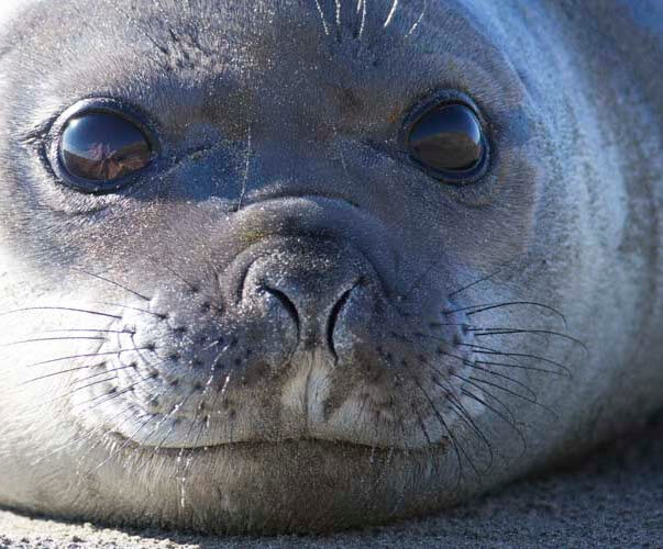 patagonia photo tour elephant seal